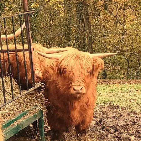 Maison Tronchiennes * Durbuy