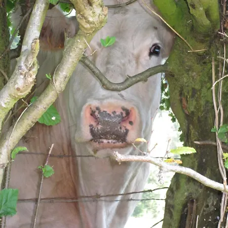 Maison Tronchiennes Durbuy