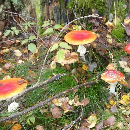 Maison Tronchiennes * Durbuy