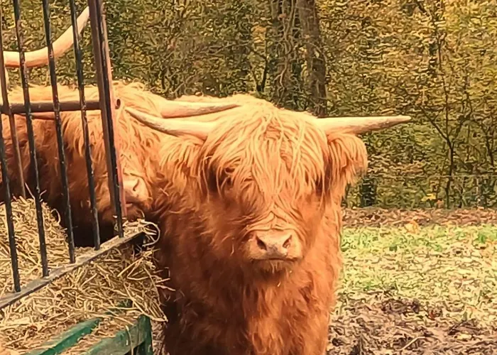 Maison Tronchiennes * Durbuy