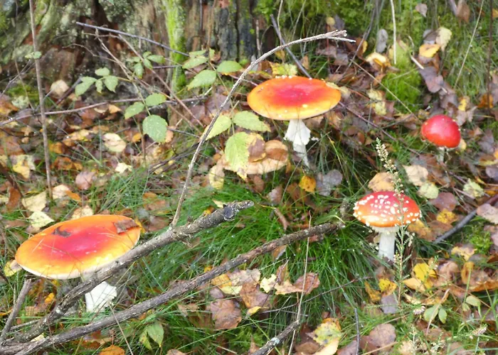 Maison Tronchiennes * Durbuy